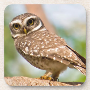 Dessous-de-verre Hibou repéré sur le vol de matin