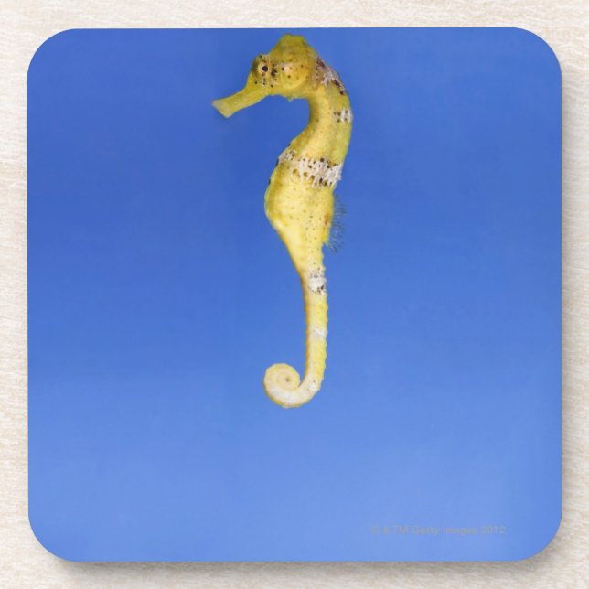 Dessous-de-verre Hippocampe (Devant)