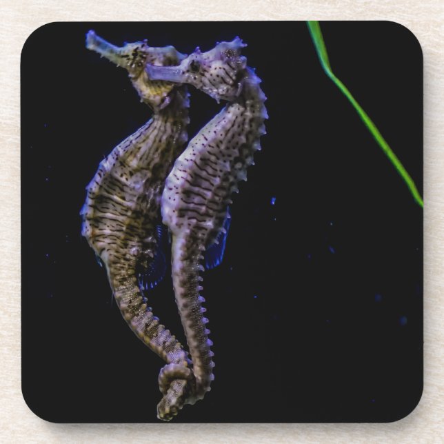 Dessous-de-verre Hippocampes (hippocampes) (Devant)