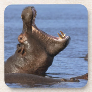 Dessous-de-verre Hippopotame (amphibius d'hippopotame) dans