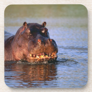 Dessous-de-verre Hippopotame en rivière