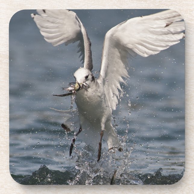 Dessous-de-verre Hovering Kittiwake (Devant)