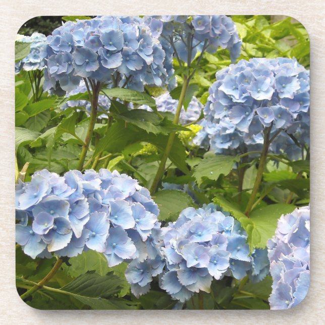 Dessous-de-verre Hydrangeas Bleu Profond (Devant)