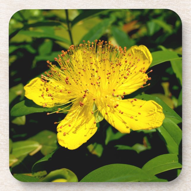 Dessous-de-verre Hypericum calycinum (Devant)