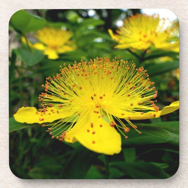 Dessous-de-verre Hypericum calycinum (Devant)