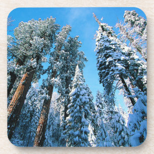 Dessous-de-verre Ice & Snow   Sequoia National Park, California