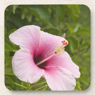 Dessous-de-verre Îles Cook, Atiu. Fleur d'Hibiscus.