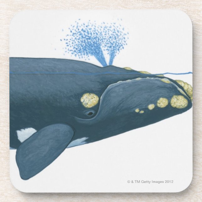 Dessous-de-verre Illustration de baleine droite de North Pacific (Devant)
