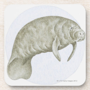 Dessous-de-verre Illustration d'un lamantin (espèces de Trichechus