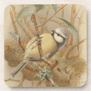 Dessous-de-verre Illustration vintage de mésange bleue