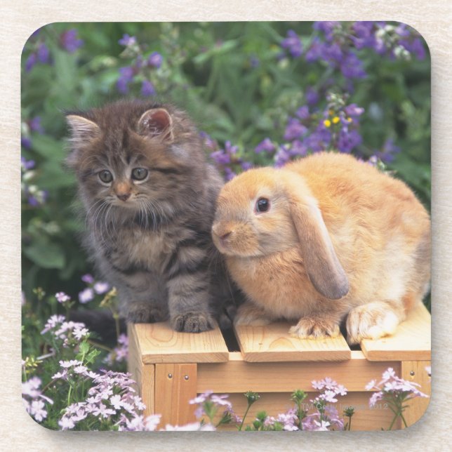 Dessous-de-verre Image d'un chaton et d'une position de lapin (Devant)