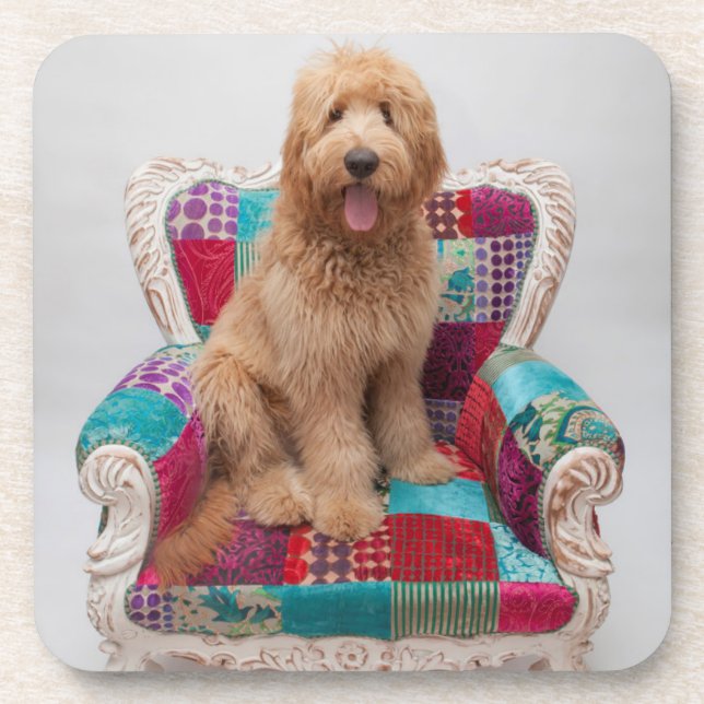 Dessous-de-verre Images de Getty | Goldendoodle mignon (Devant)