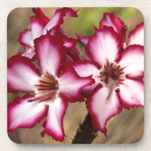 Dessous-de-verre Impala Lily (Adenium Multiflorum), Kruger