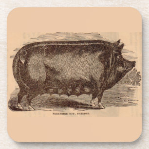 Dessous-de-verre Impression de cochon du 19e siècle Truie Berkshire