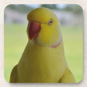 Dessous-de-verre Indien Ringneck à la nuance