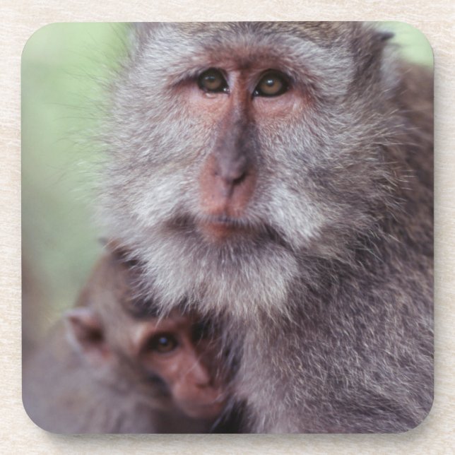 Dessous-de-verre Indonésie, Bali, Ubud, Macaque à longue queue (Devant)