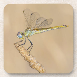 Dessous-de-verre Insecte femelle de libellule d'écumeur (CC BY 4.0)