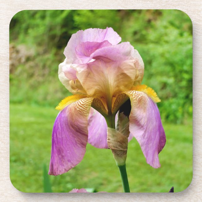 Dessous-de-verre Iris à poils (Devant)
