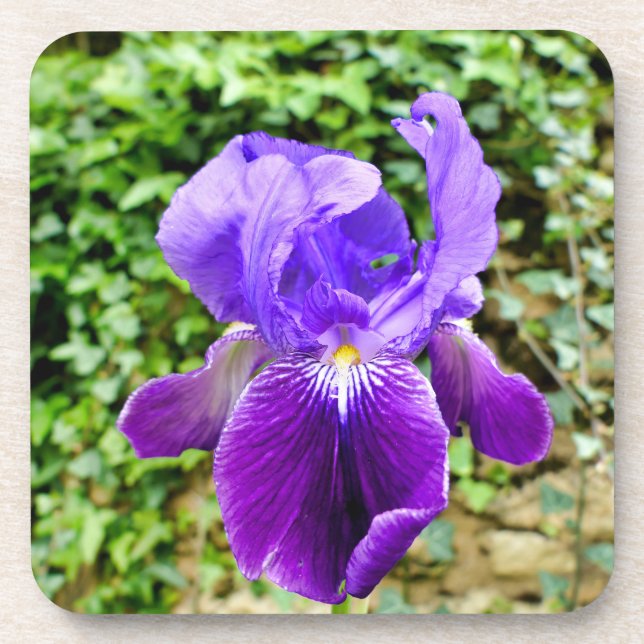 Dessous-de-verre Iris à poils (Devant)