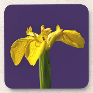 Dessous-de-verre Iris Jaune