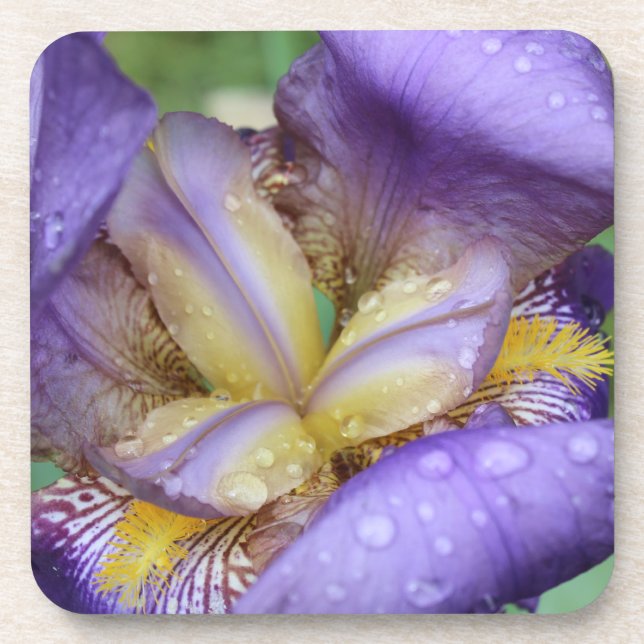 Dessous-de-verre Iris pourpre (Iris Germanica) (Devant)