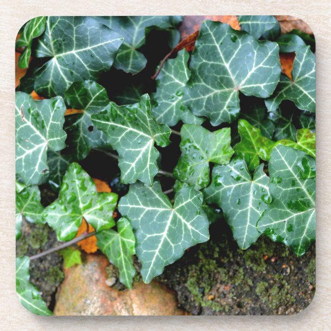 Dessous-de-verre Ivy botanique vert et pierre de campagne (Devant)