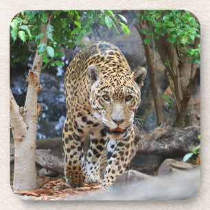 Dessous-de-verre Jaguar20150501