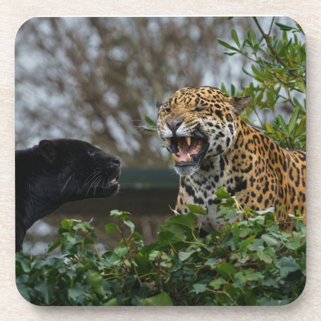 Dessous-de-verre Jaguar Growl (Devant)