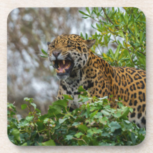 Dessous-de-verre Jaguar Growl