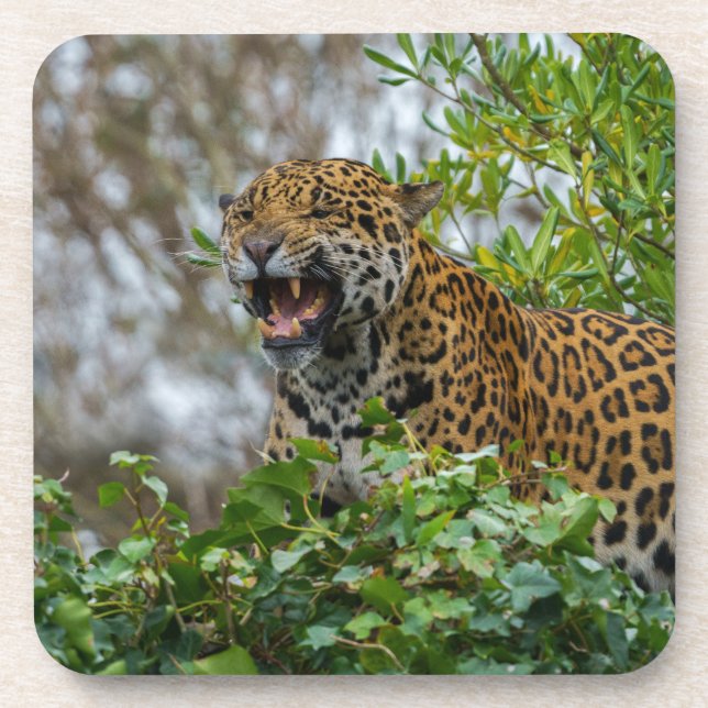 Dessous-de-verre Jaguar Growl (Devant)