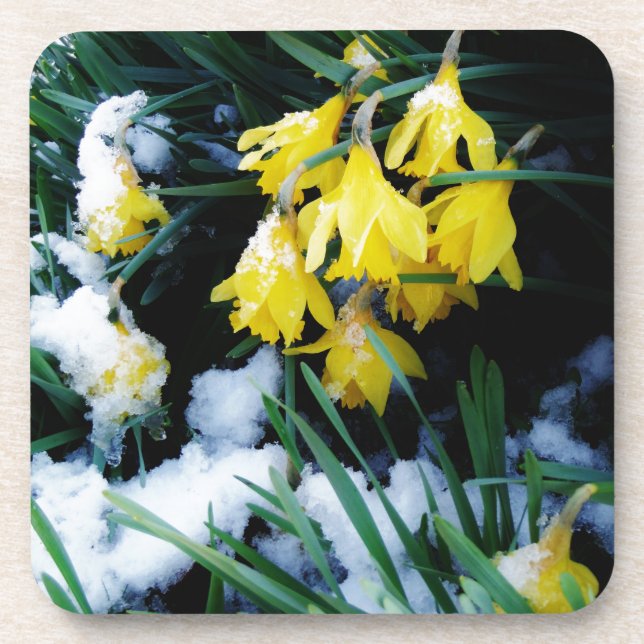 Dessous-de-verre Jaune Daffodils fleurs dans la neige (Devant)