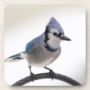 Dessous-de-verre Jay bleu en hiver