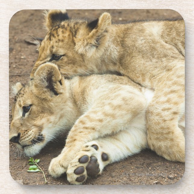 Dessous-de-verre Jeu de deux petits animaux de lions (Devant)
