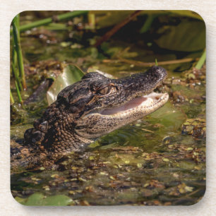 Dessous-de-verre Jeune Alligator