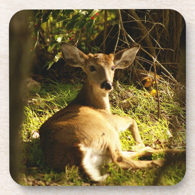 Dessous-de-verre Jeune Buck Dans Le pré (Devant)
