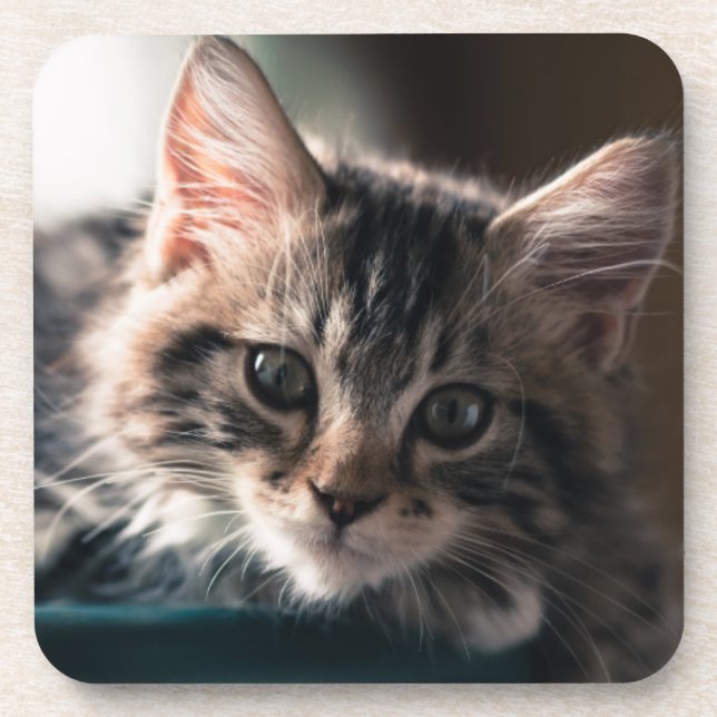 Dessous-de-verre Jeune chat tigré masculin 2 (Devant)