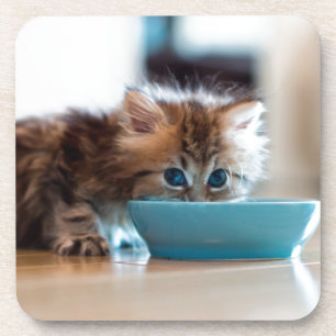 Dessous-de-verre Jeune chaton persan
