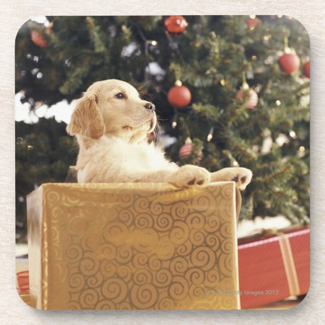 Dessous-de-verre Jeune Labrador apprend un cadeau de Noël (Devant)