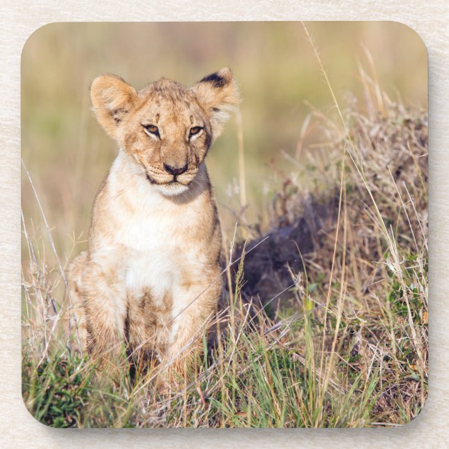 Dessous-de-verre Jeune lion (Devant)