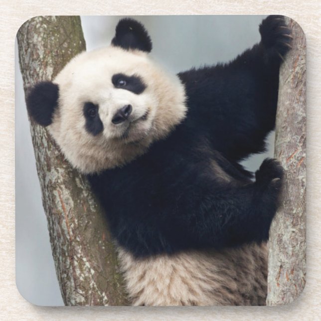 Dessous-de-verre Jeune panda grimpant à un arbre, Chine (Devant)