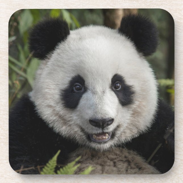 Dessous-de-verre Jeune panda heureux, Chine (Devant)