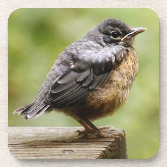Dessous-de-verre Jeune Robin (Devant)