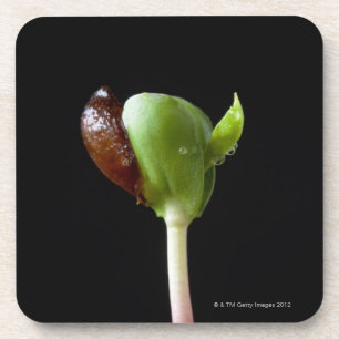 Dessous-de-verre Jeunes plantes d'Apple avec la coquille de graine