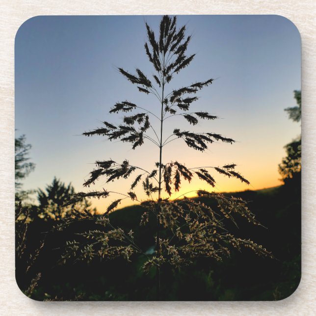 Dessous-de-verre Johnson Grass (Devant)