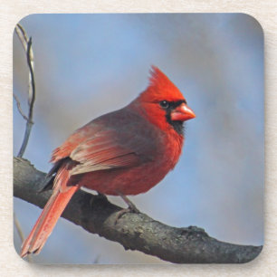 Dessous-de-verre Joli Cardinal Rouge Photo