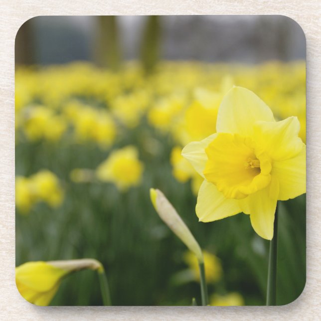 Dessous-de-verre Jonquilles (RF) (Devant)