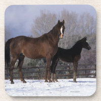 Jument et poulain arabes dans la neige