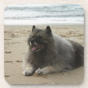 Dessous-de-verre keeshond on beach.png