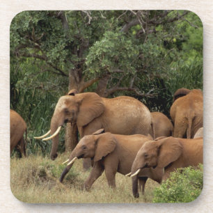 Dessous-de-verre Kenya : parc national de Tsavo East, troupeau d'él