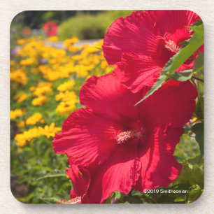 Dessous-de-verre Ketmie rouge
